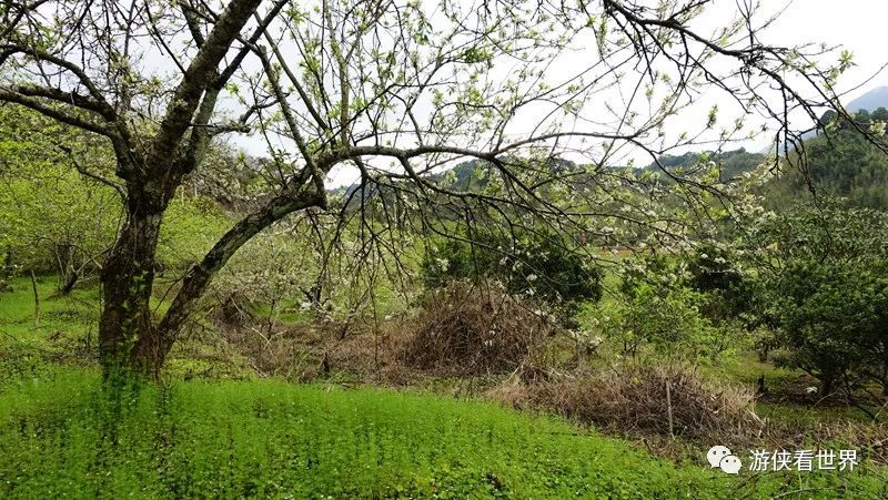 广州绝美乡村星溪线徒步 竹林李花溪水走地鸡竹筒饭