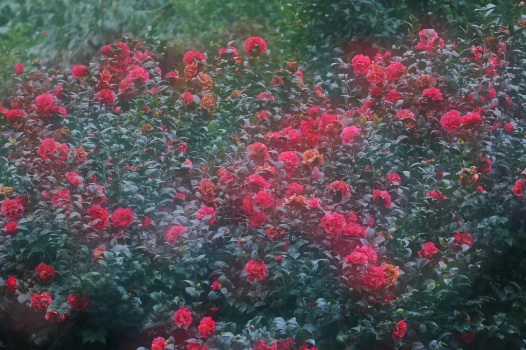 广深周边,踏青赏花寻秋