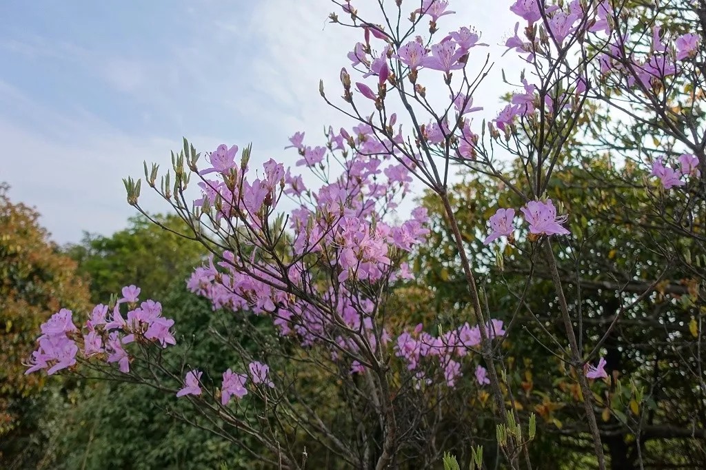 广深周边,踏青赏花寻秋
