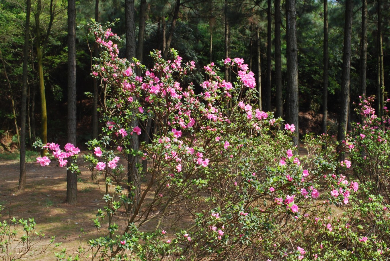广深周边,踏青赏花寻秋