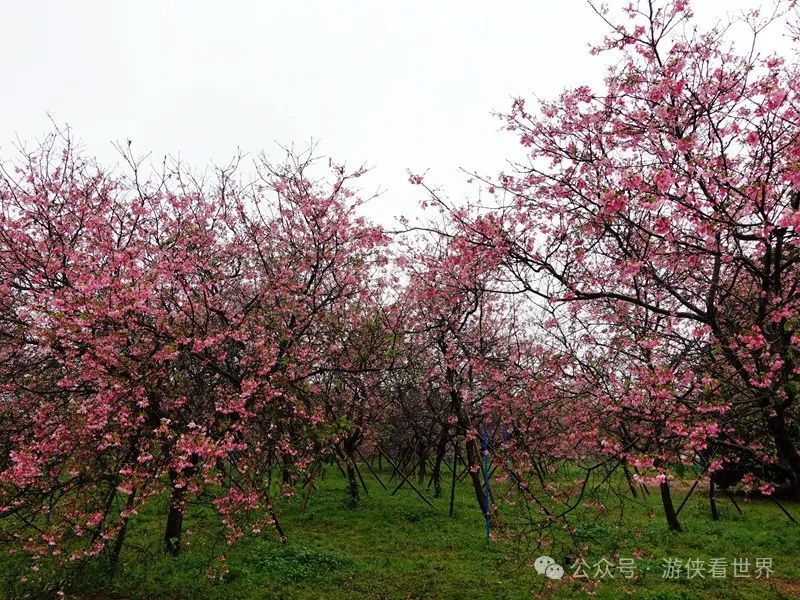 广州:星溪线乡野徒步 雨中漫步天适樱花园