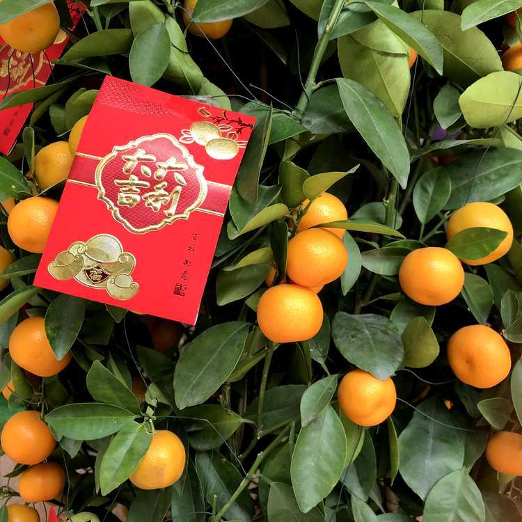 喝早茶、行花街,看完这篇攻略,我想去广州过年了!