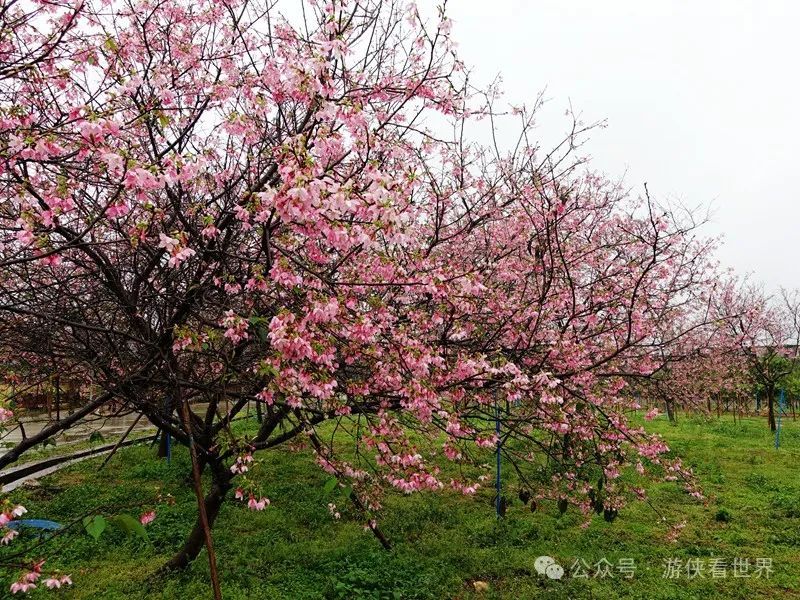广州:星溪线乡野徒步 雨中漫步天适樱花园