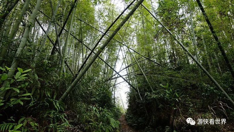 广州绝美乡村星溪线徒步 竹林李花溪水走地鸡竹筒饭