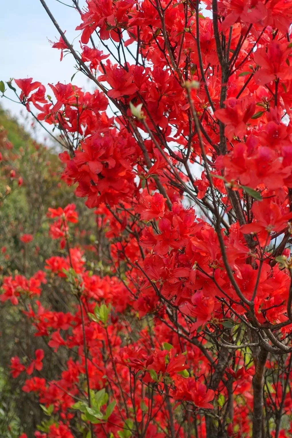 广深周边,踏青赏花寻秋