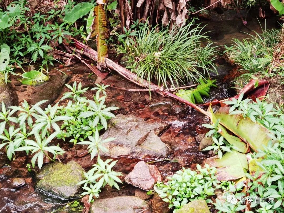 广州绝美乡村星溪线徒步 竹林李花溪水走地鸡竹筒饭